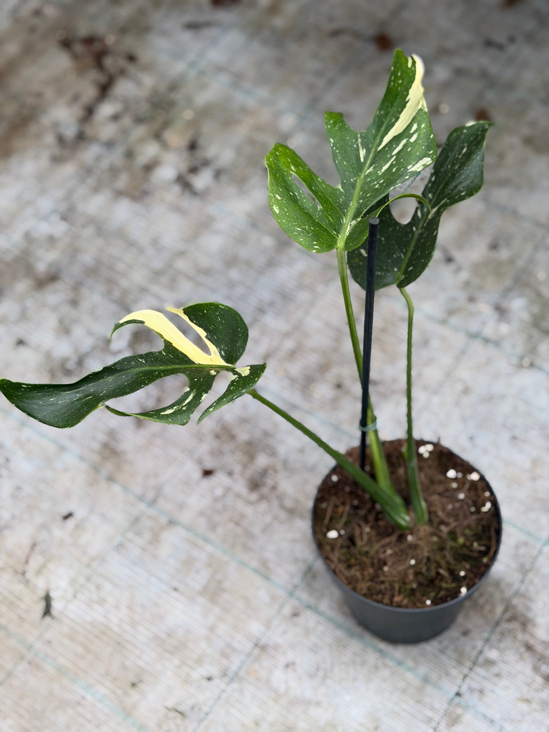 Monstera Flame Mutated Large Form