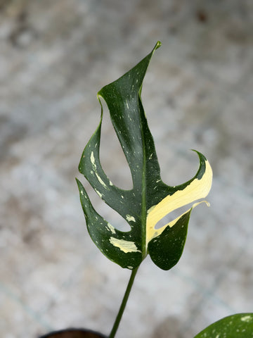 Monstera Flame Mutated Large Form