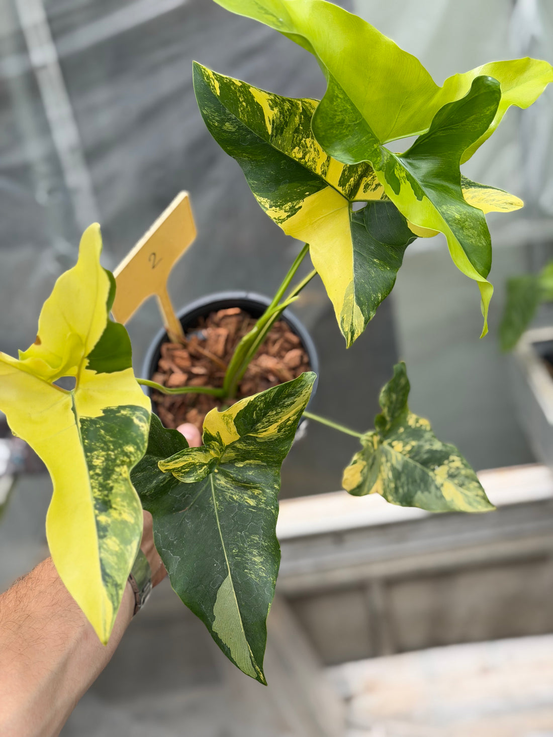 Philodendron Angela Variegated