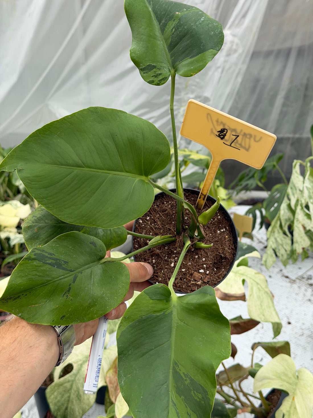 Monstera Light Lime Nr. 1