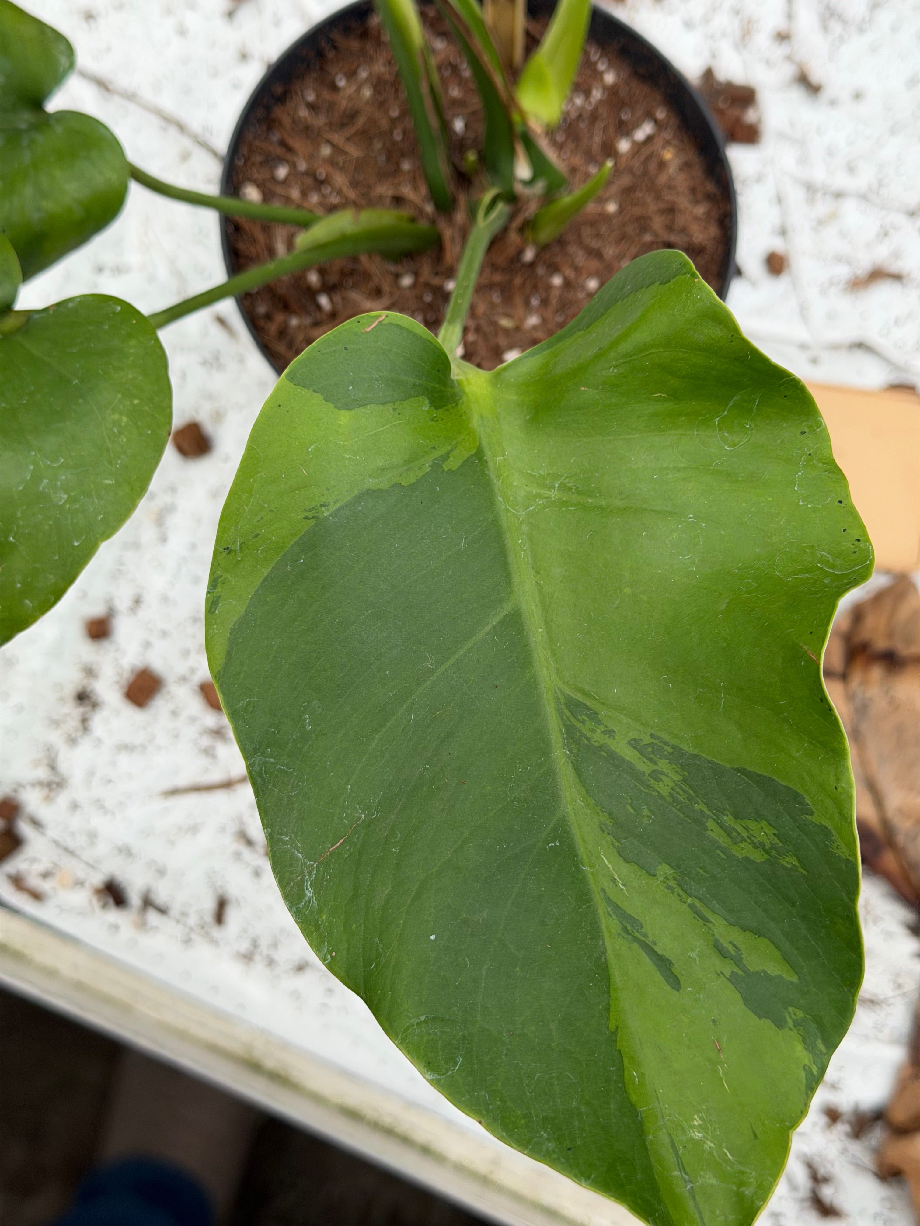 Monstera Light Lime Nr. 1 – GrowJungle