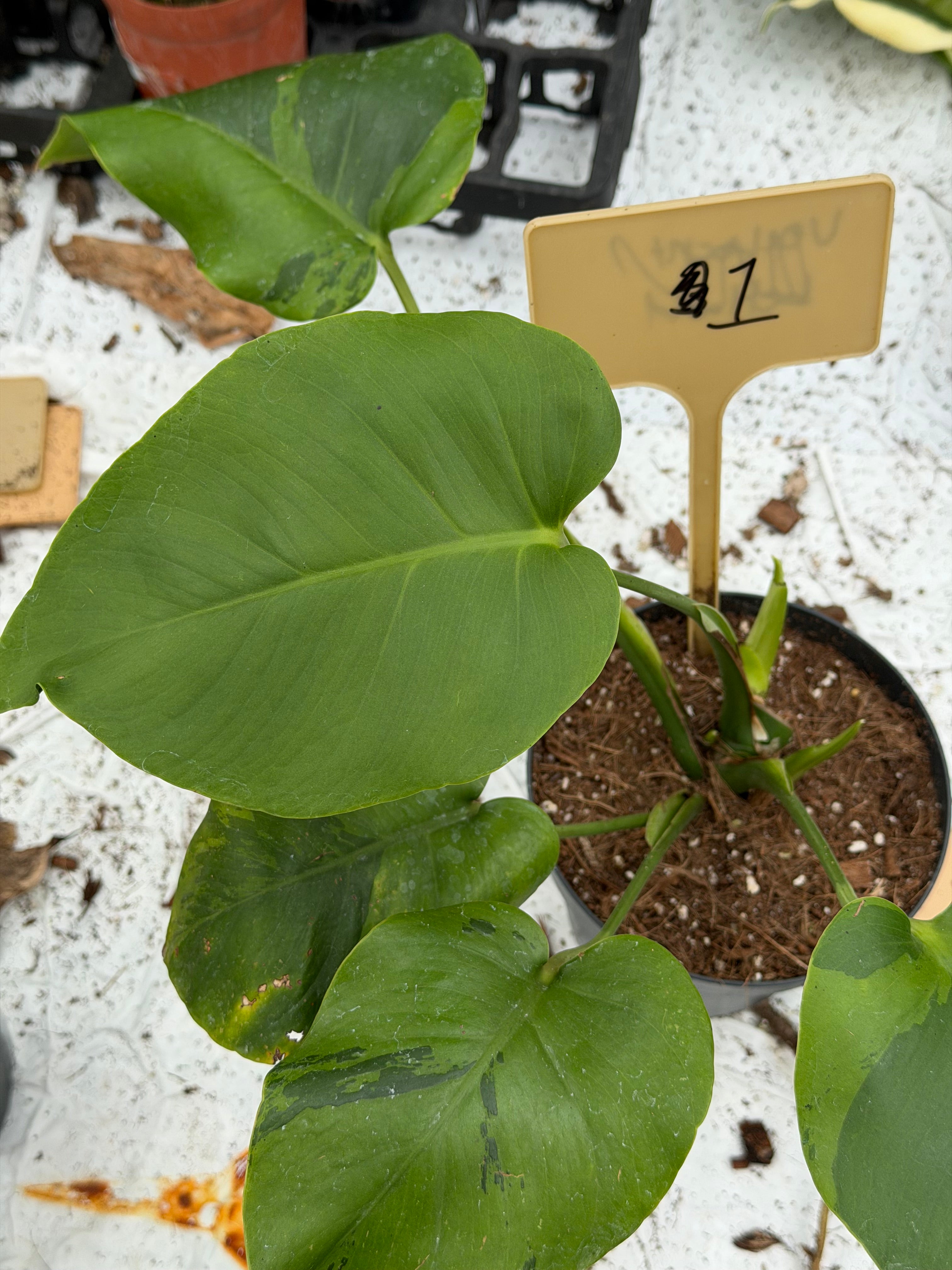 Monstera Light Lime Nr. 1 – GrowJungle