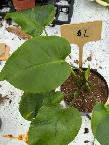 Monstera Light Lime Nr. 1