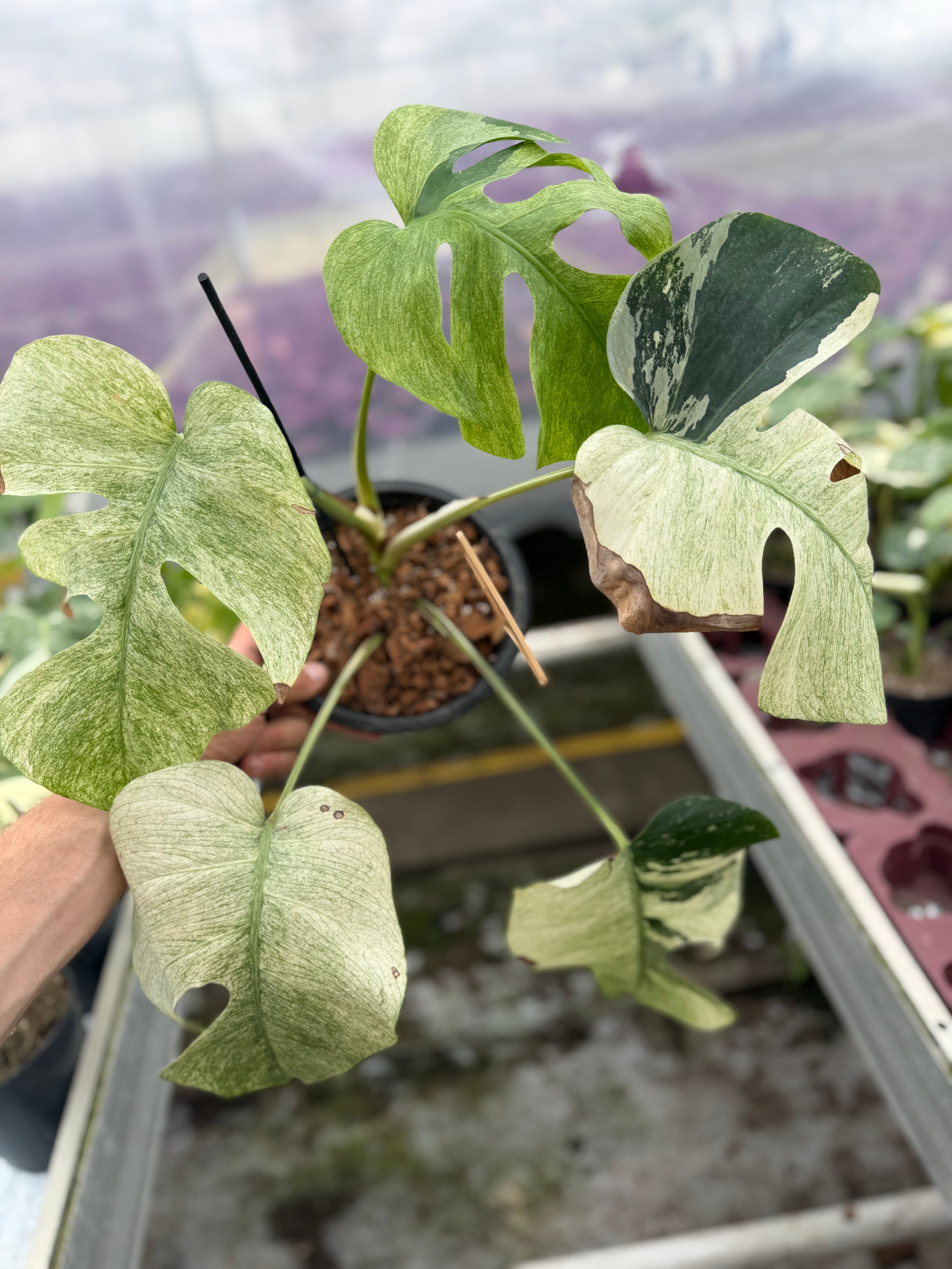 Monstera Jungle Mint – GrowJungle