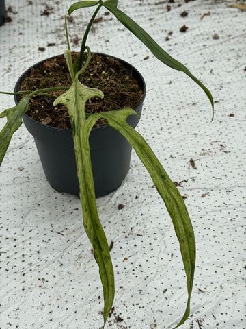 Philodendron Paloraense Mint Variegated