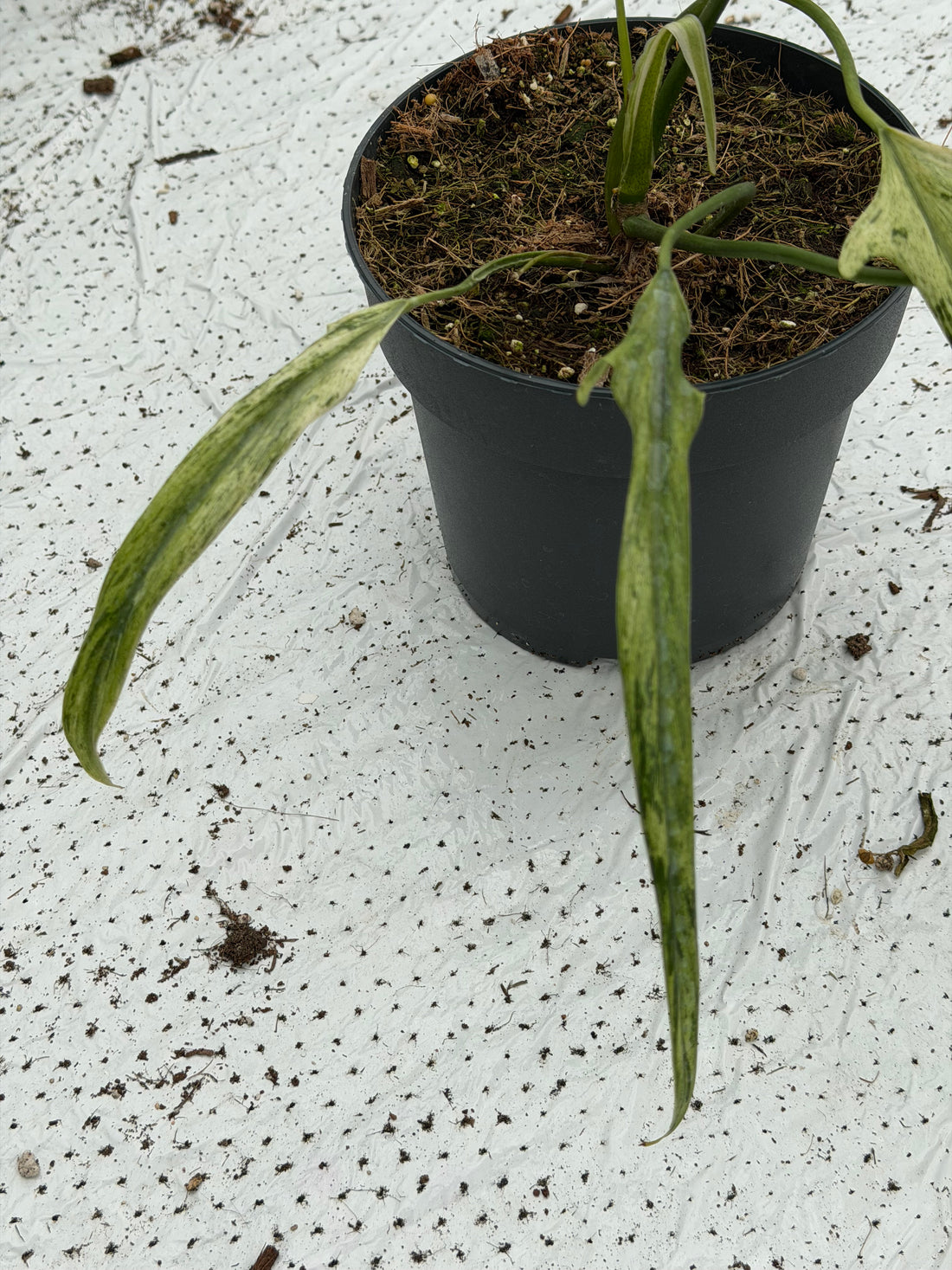 Philodendron Paloraense Mint Variegated