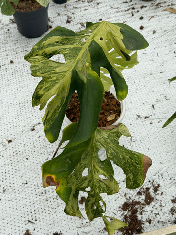 Monstera Ocean Mint Nr 7.