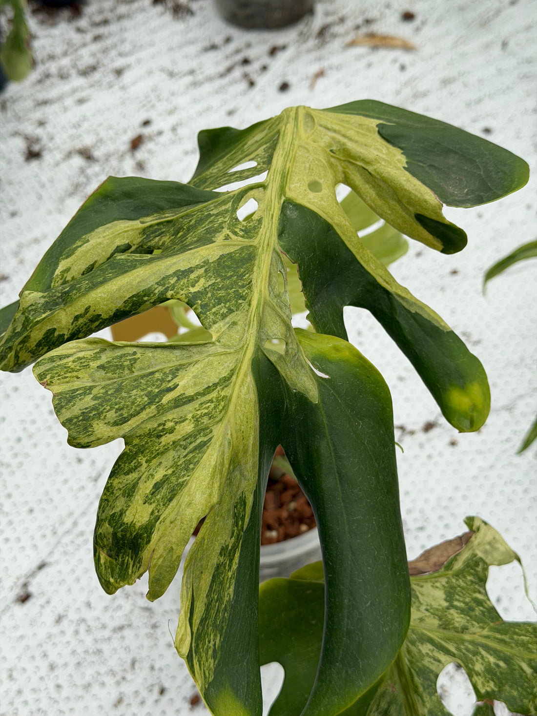 Monstera Ocean Mint Nr 7.