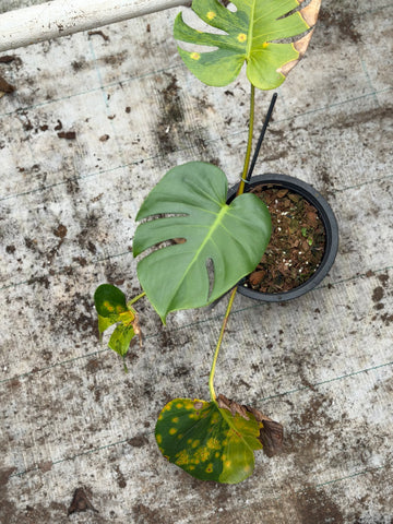 Monstera Orange Rusty