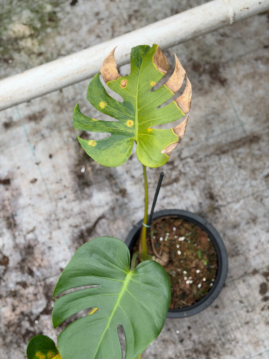 Monstera Orange Rusty
