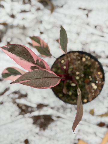 Philodendron Pink Princess Mutation