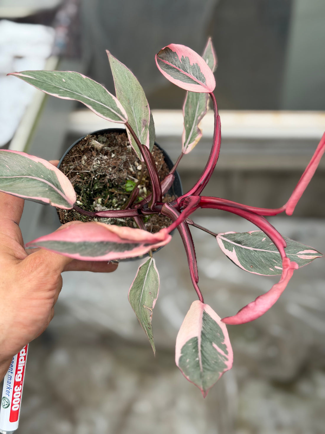 Philodendron Pink Princess Mutation