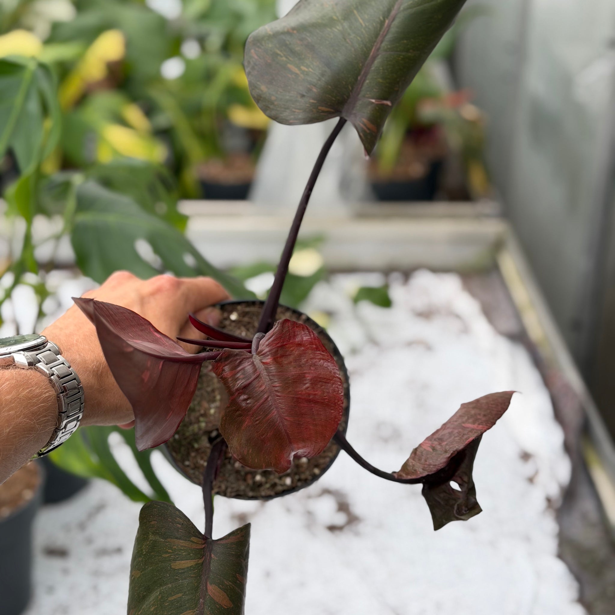 philodendron princess of orange Philodendron Orange Princess – GrowJungle
