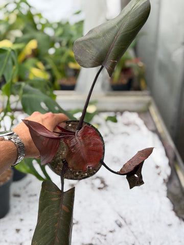 philodendron in winter Philodendron Orange Princess