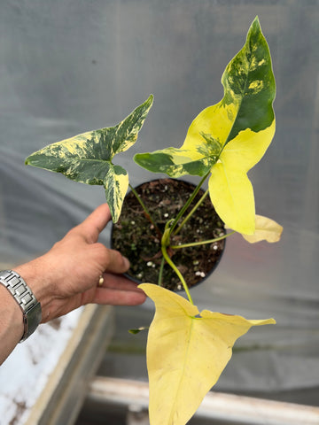 Philodendron Angela Variegated