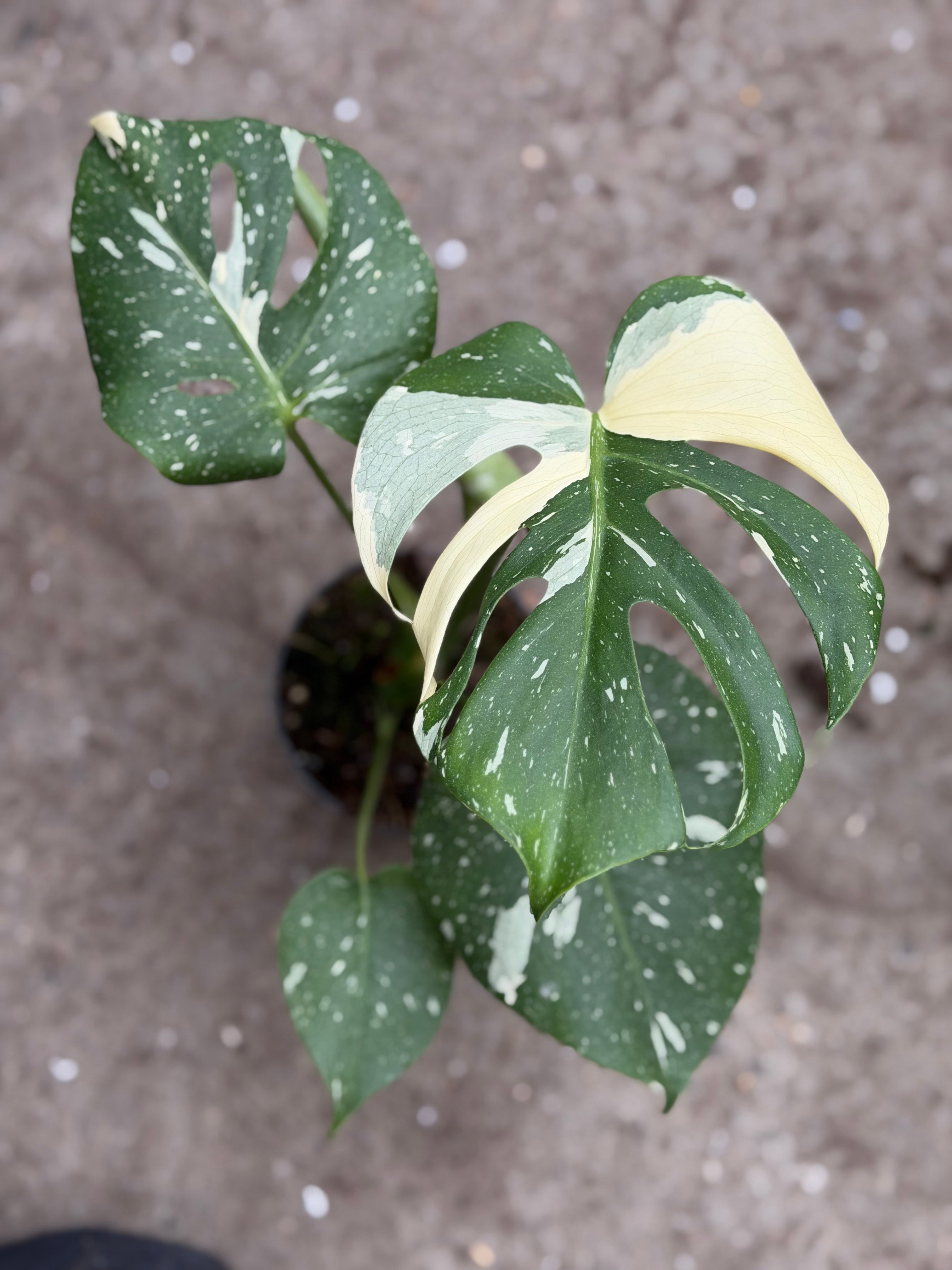 Monstera Rare Mutation – Exact Plant You Will Receive – Hand