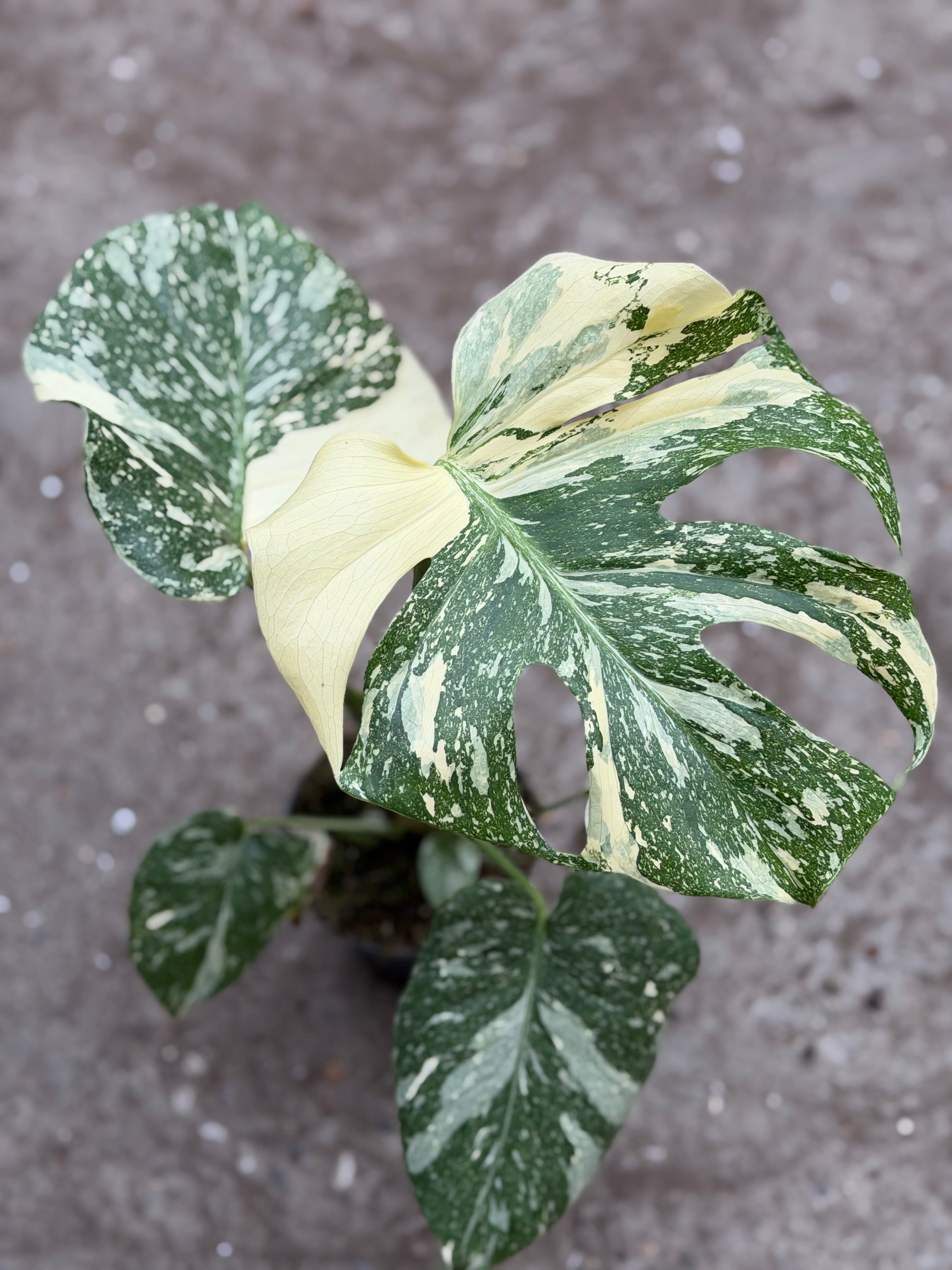 Monstera Rare Mutation – Exact Plant You Will Receive – Hand
