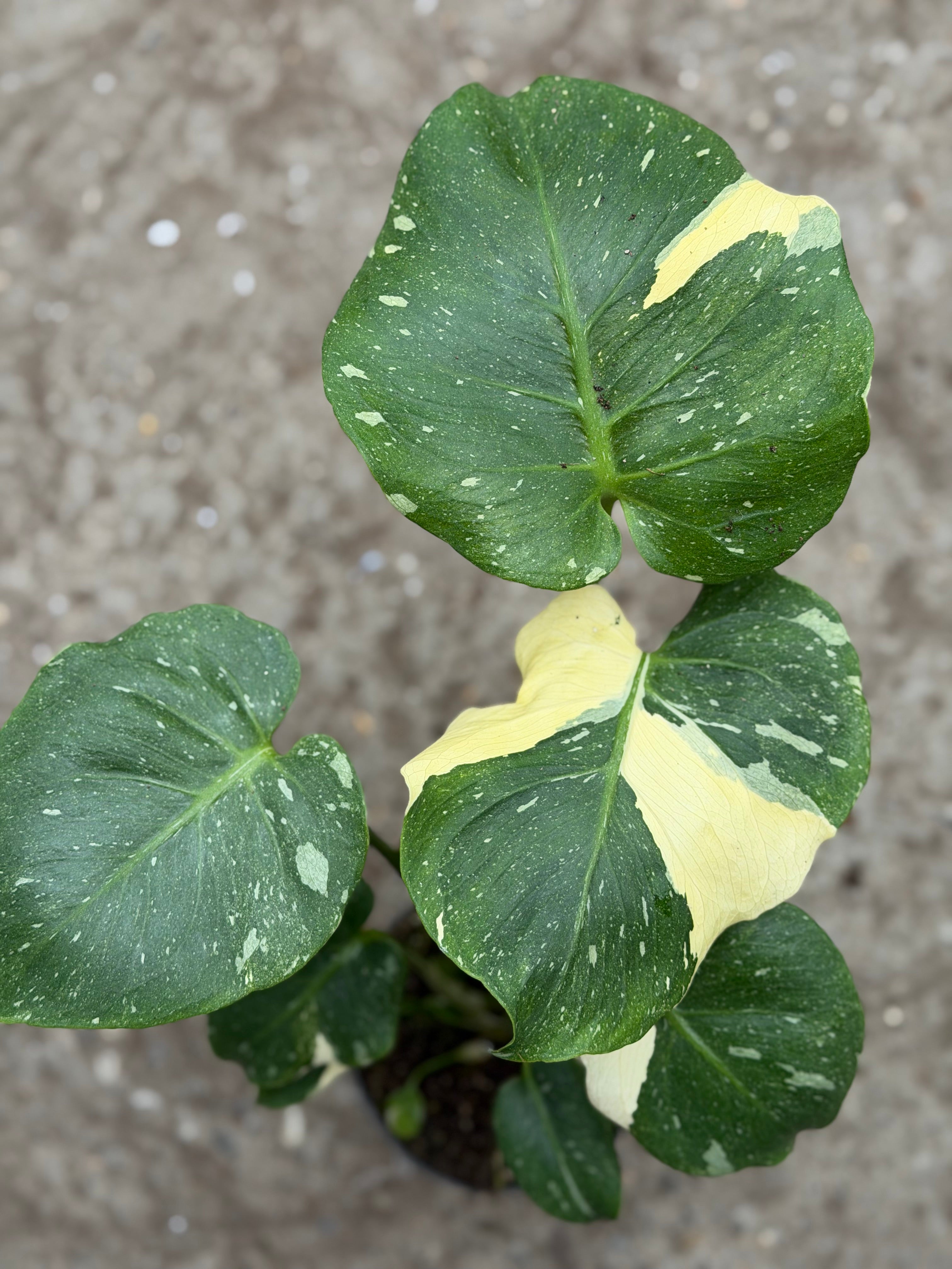 Monstera Rare Mutation – Exact Plant You Will Receive – Hand