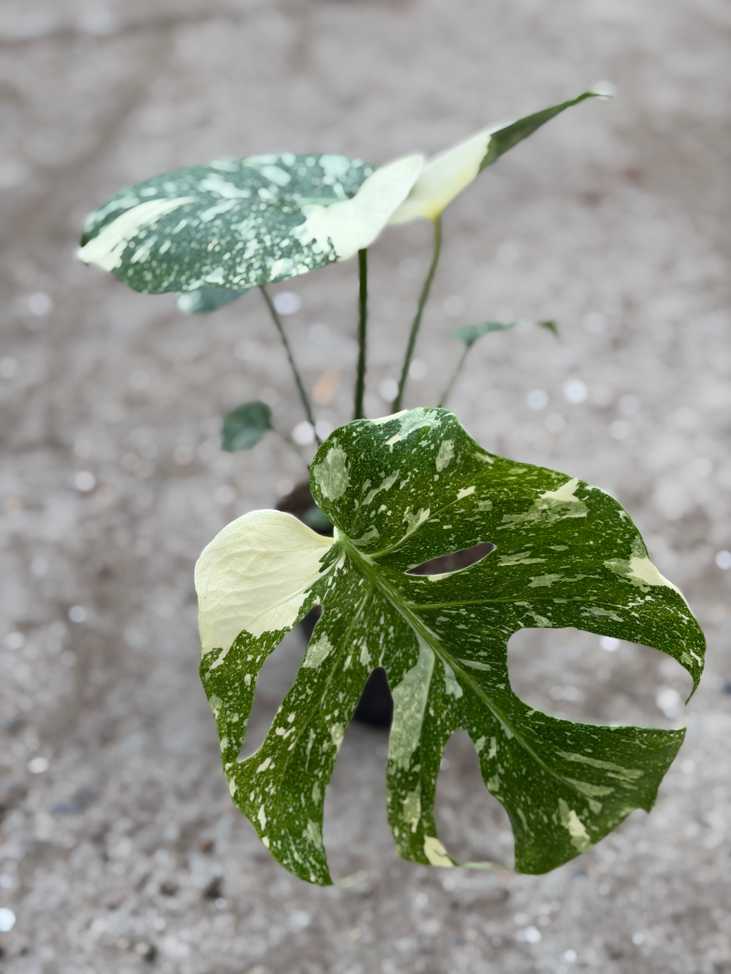 Monstera Rare Mutation – Exact Plant You Will Receive – Hand