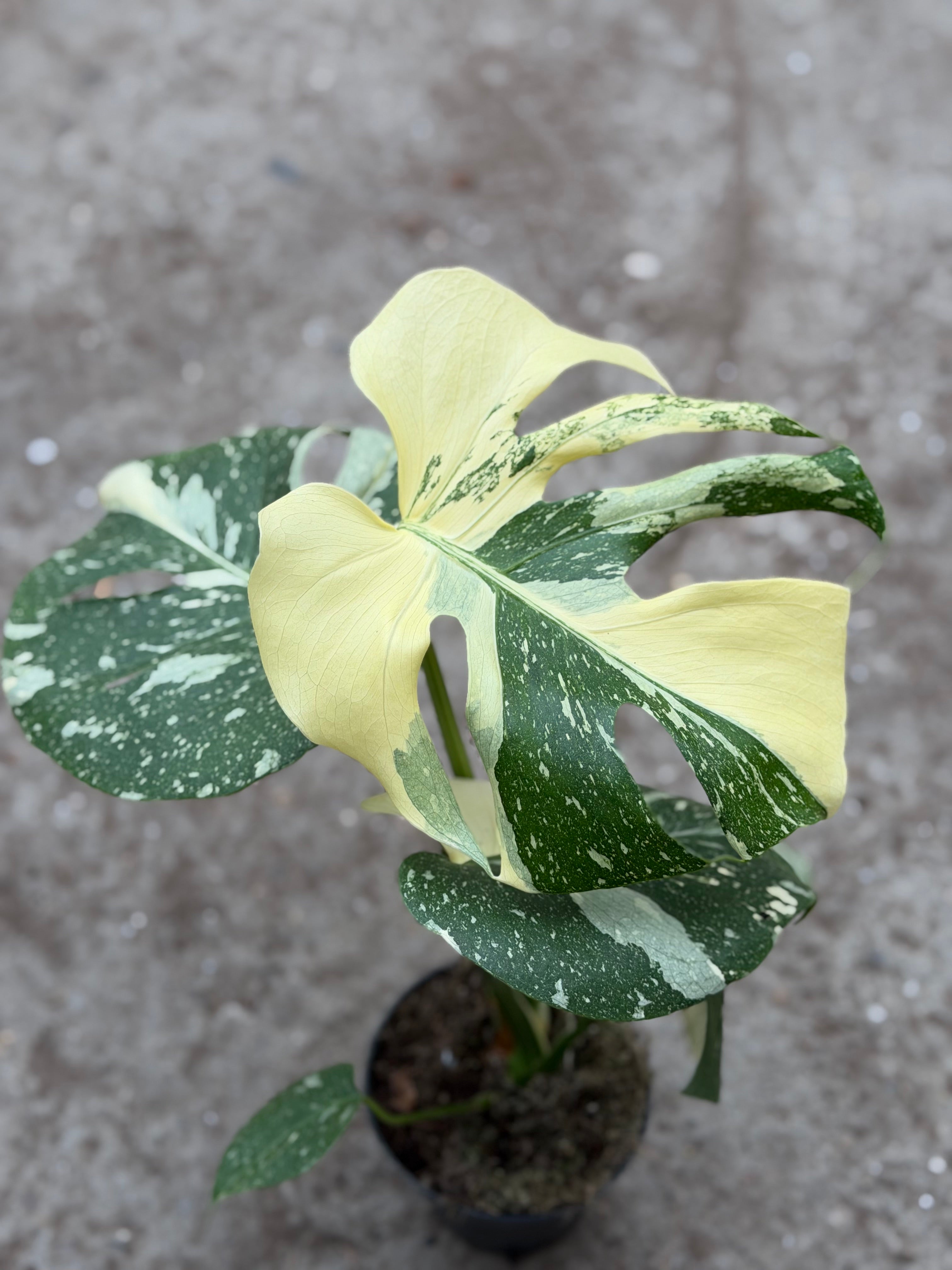 Monstera Rare Mutation – Exact Plant You Will Receive – Hand