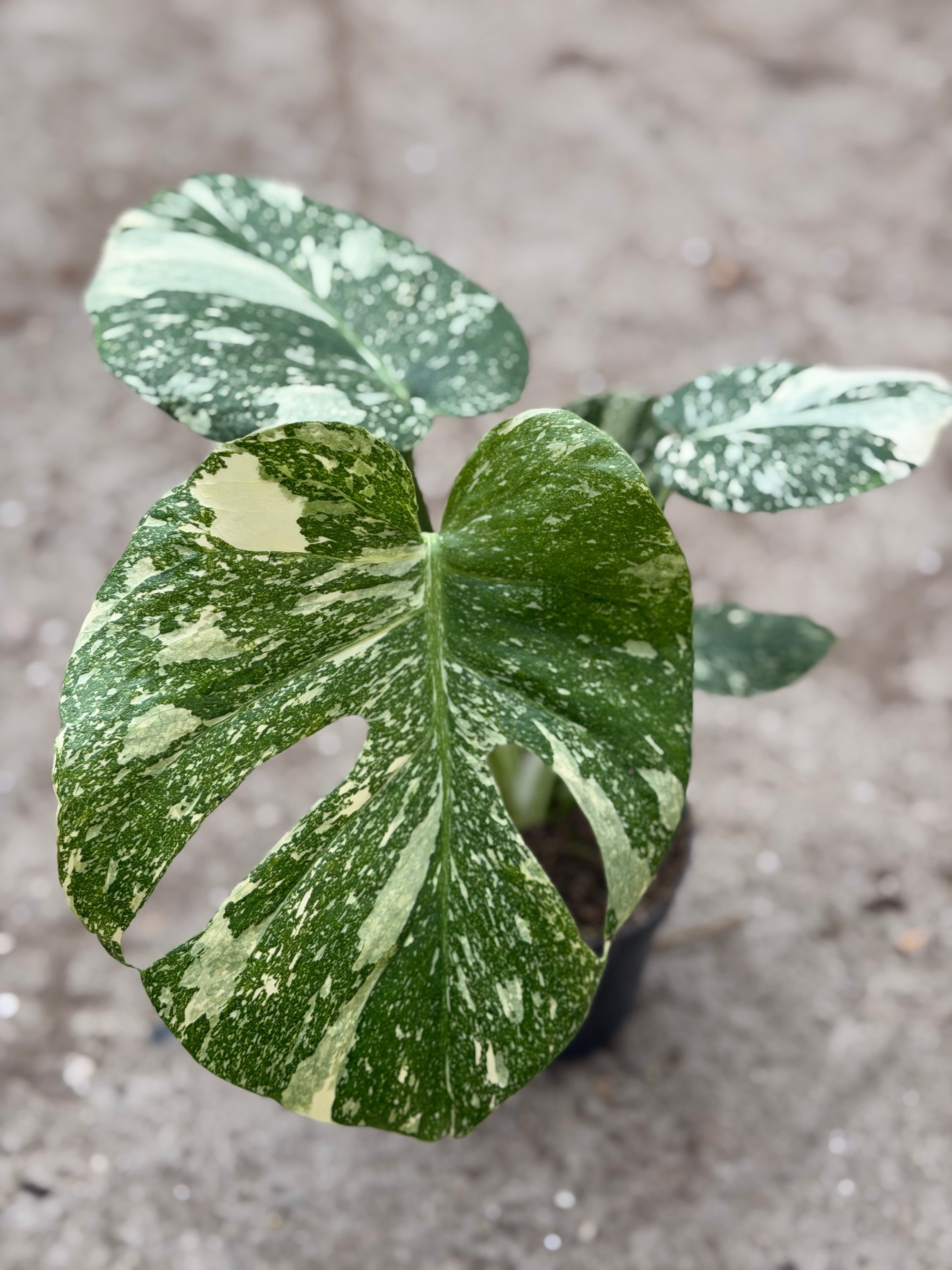 Monstera Rare Mutation – Exact Plant You Will Receive – Hand