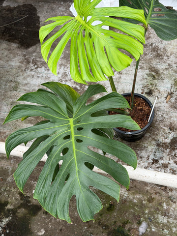 Monstera Tattoo XXL