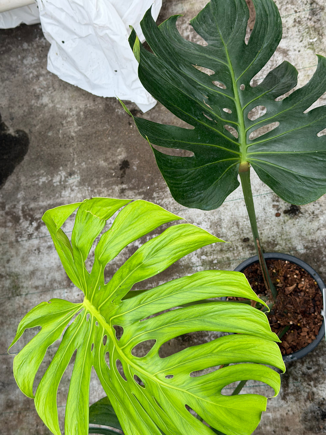 Monstera Tattoo XXL