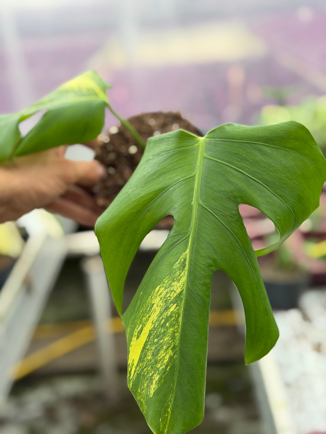 Monstera Aurea Variegated