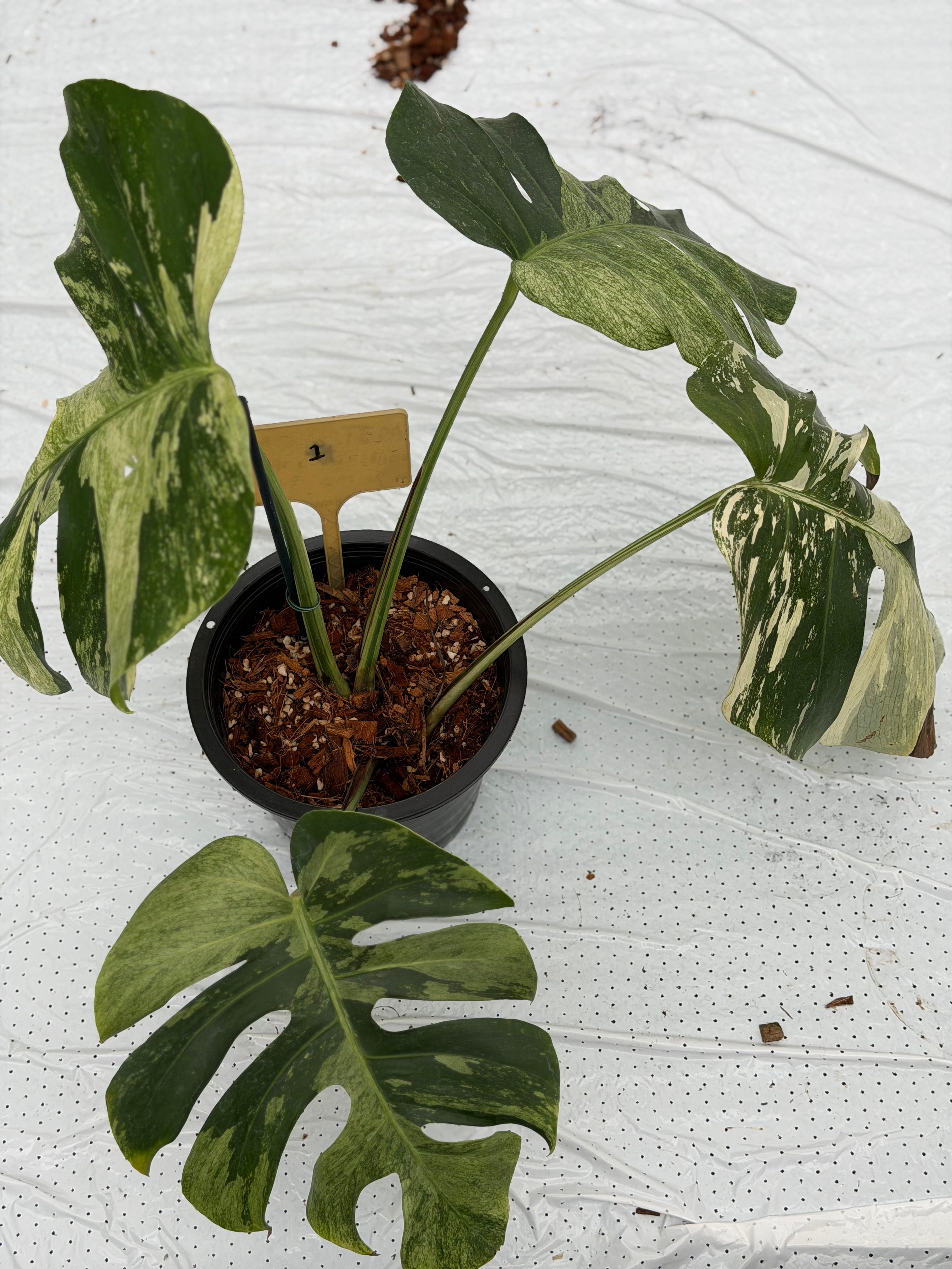 Monstera Jungle Mint – GrowJungle