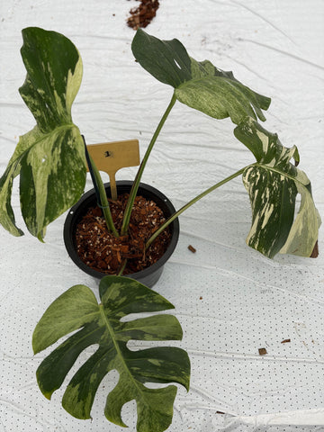 Monstera Jungle Mint