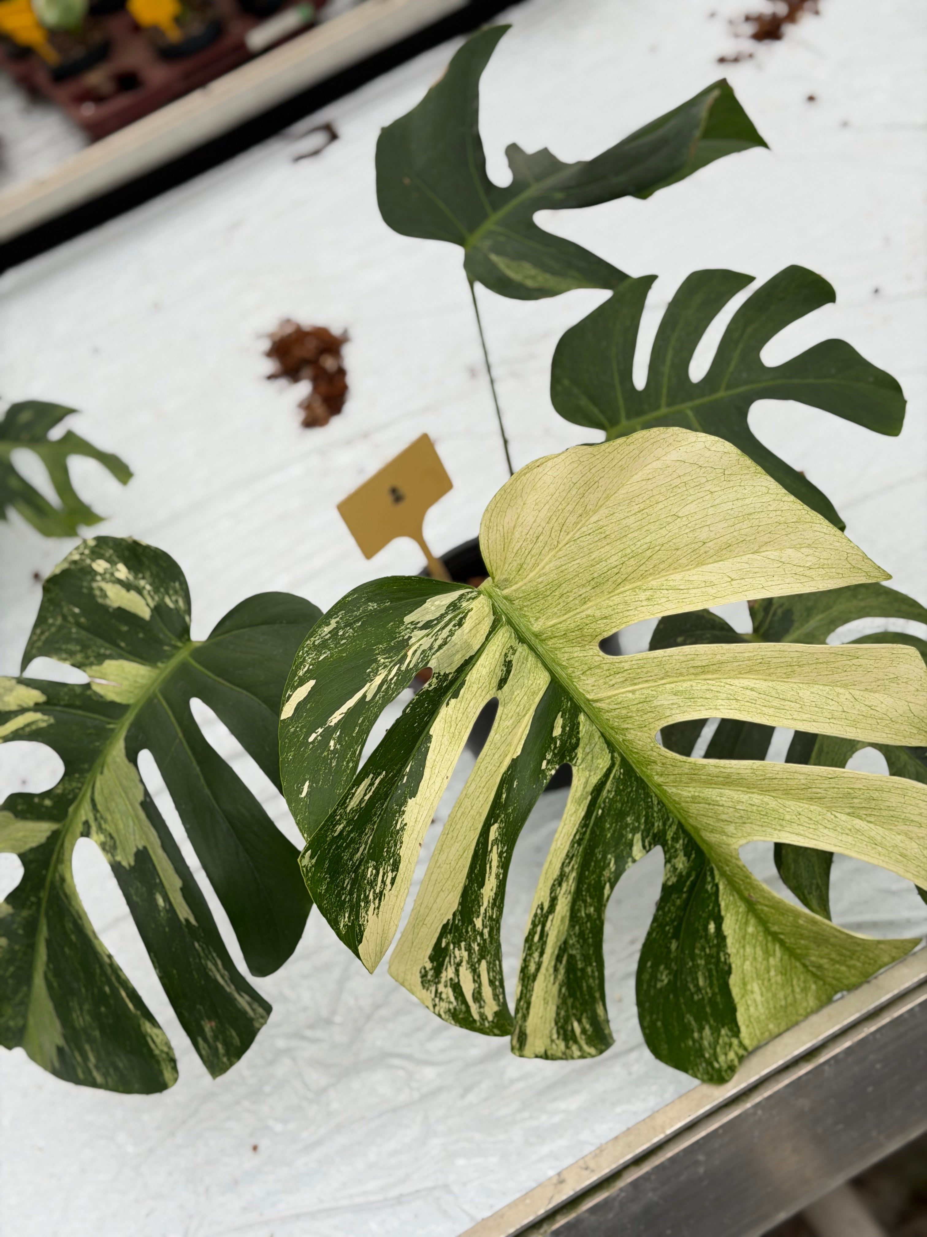 Monstera Jungle Mint – GrowJungle
