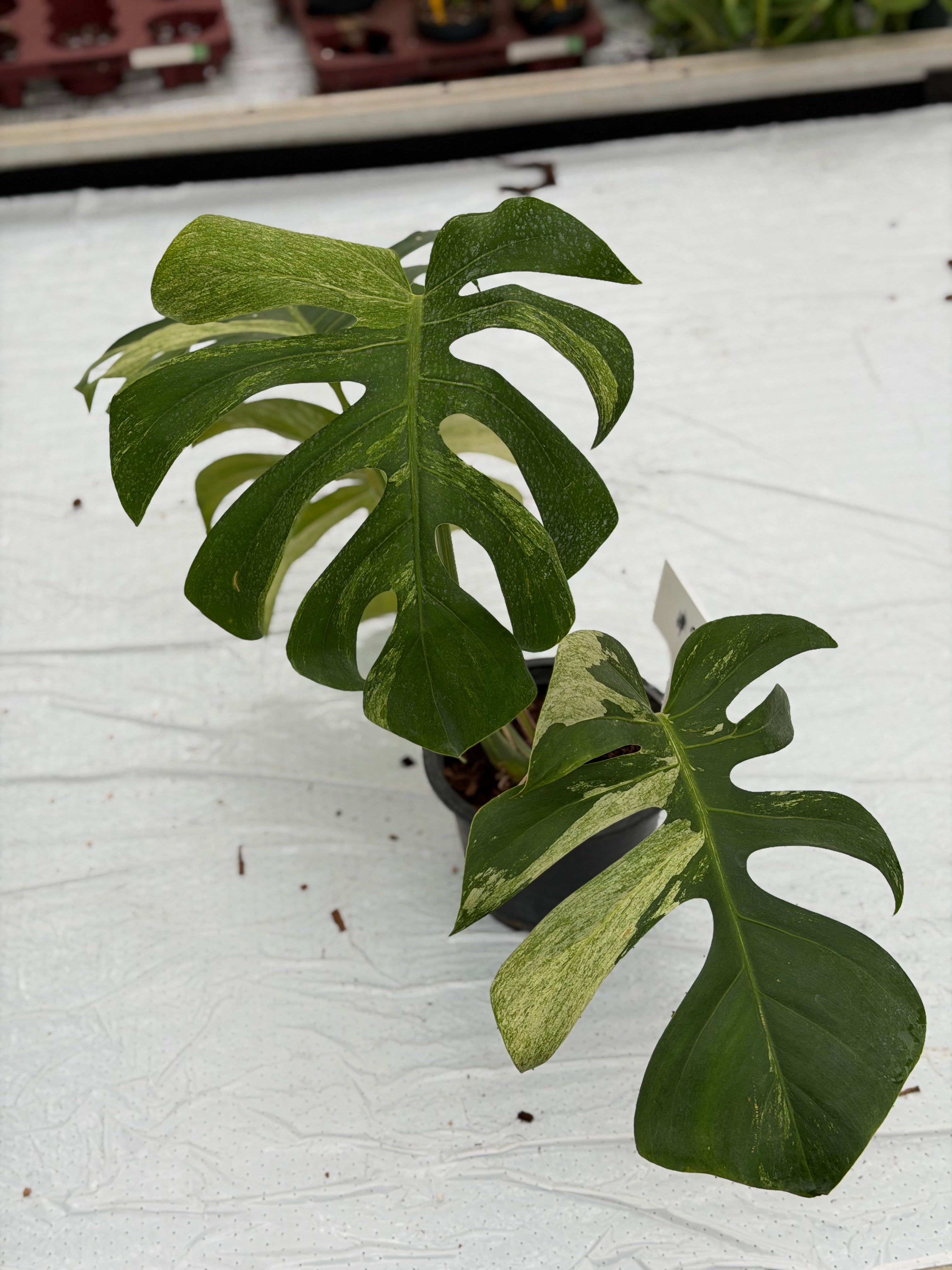 Monstera Jungle Mint – GrowJungle