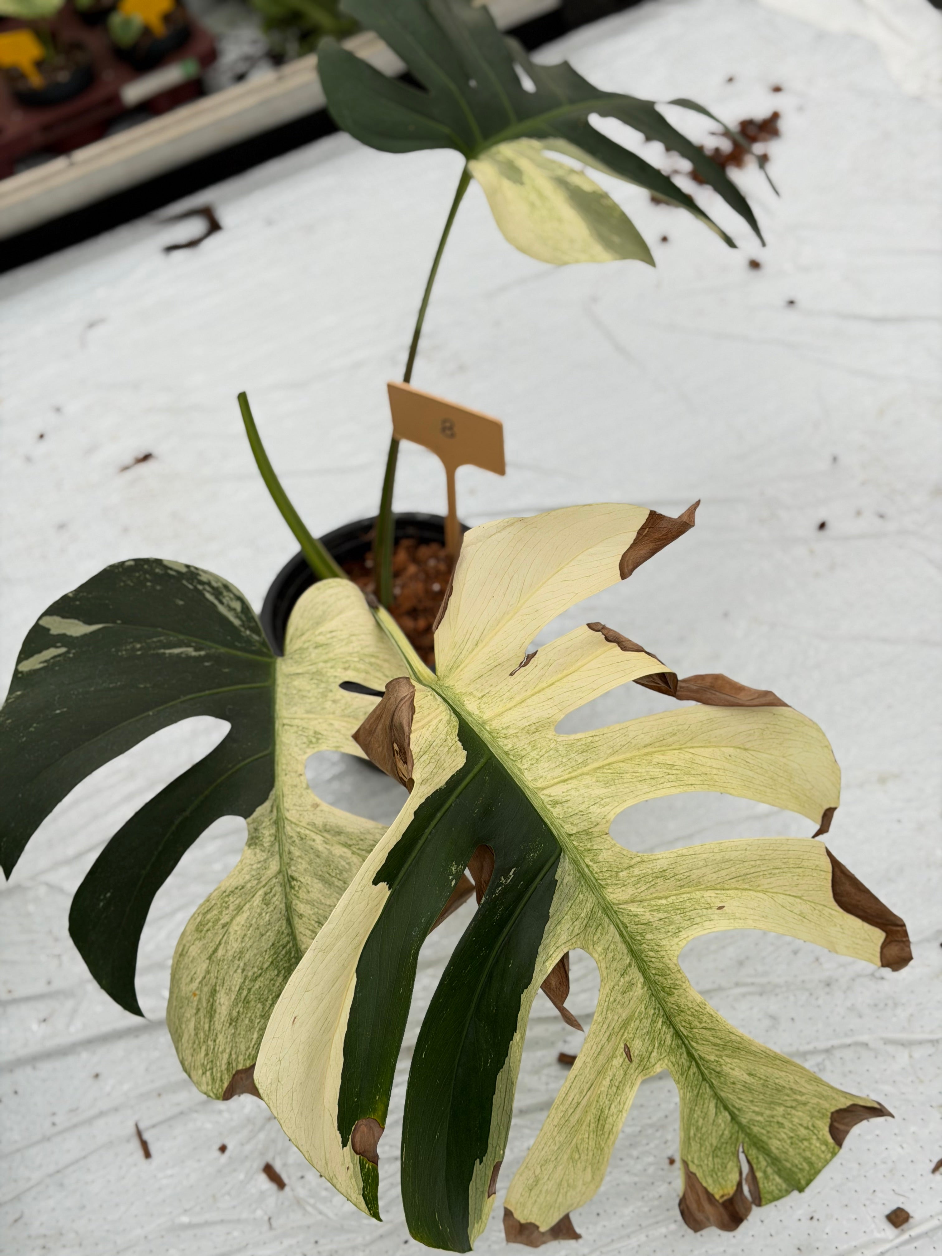 Monstera Jungle Mint – GrowJungle