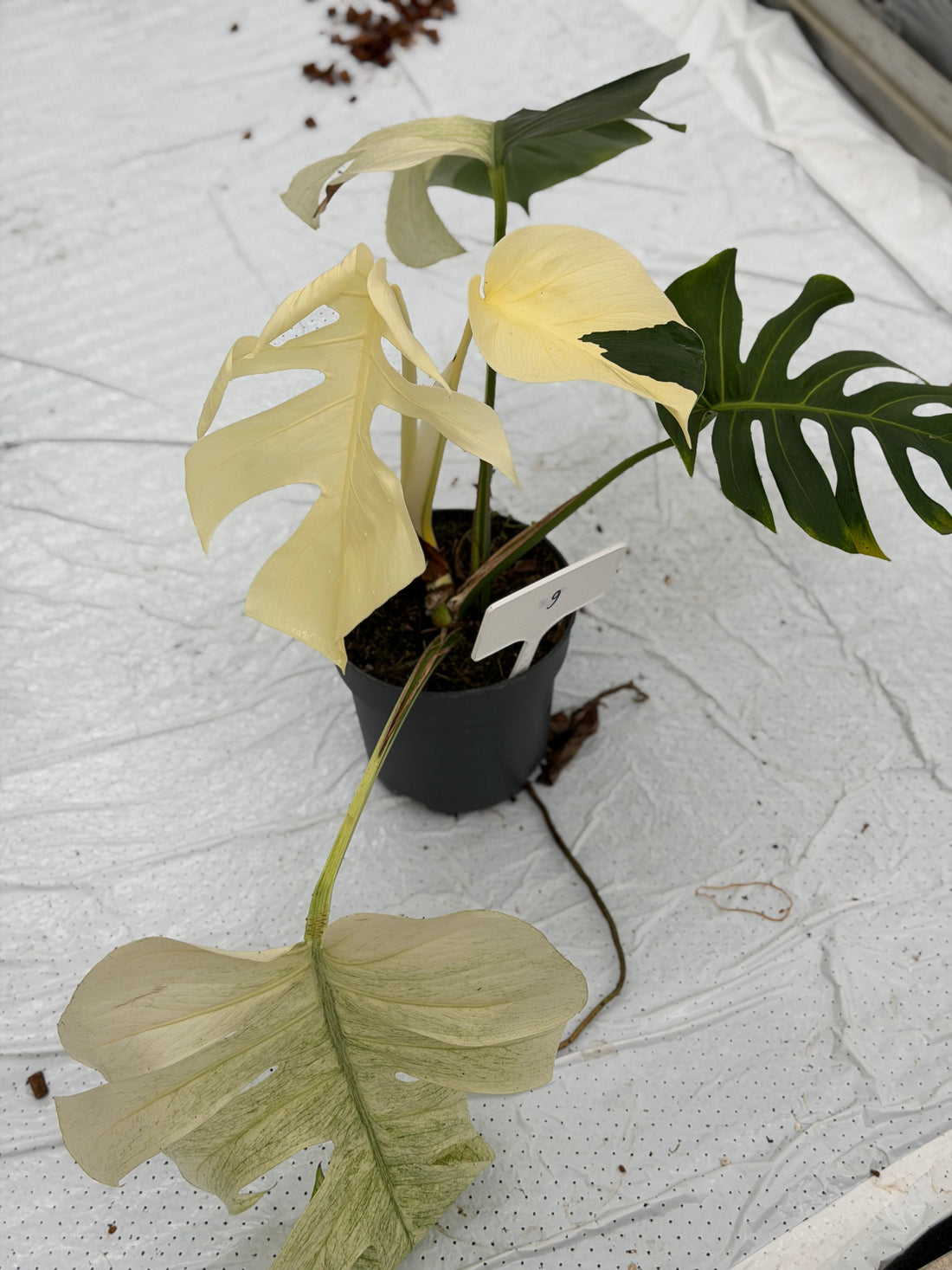 Monstera Jungle Mint