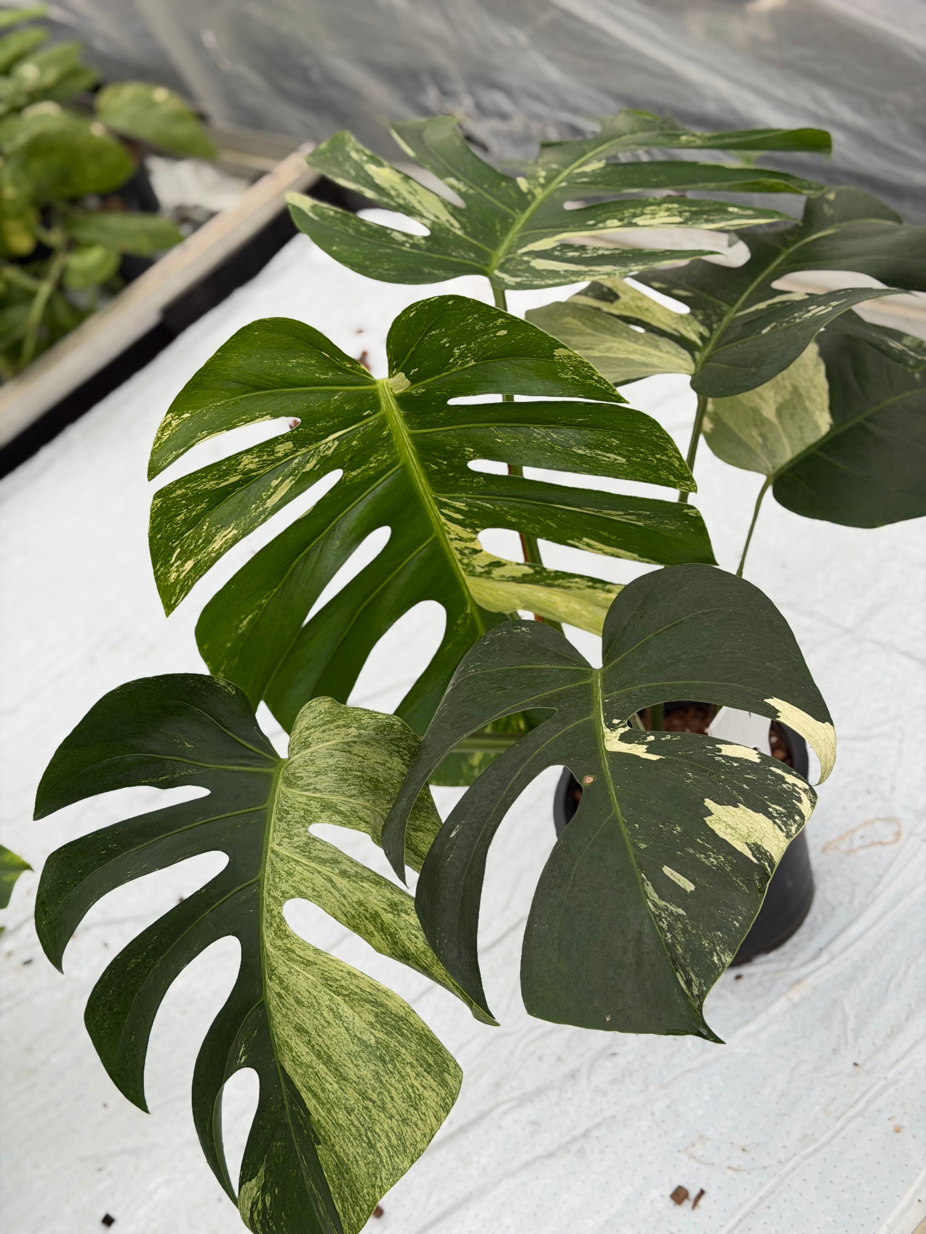 Monstera Jungle Mint – GrowJungle