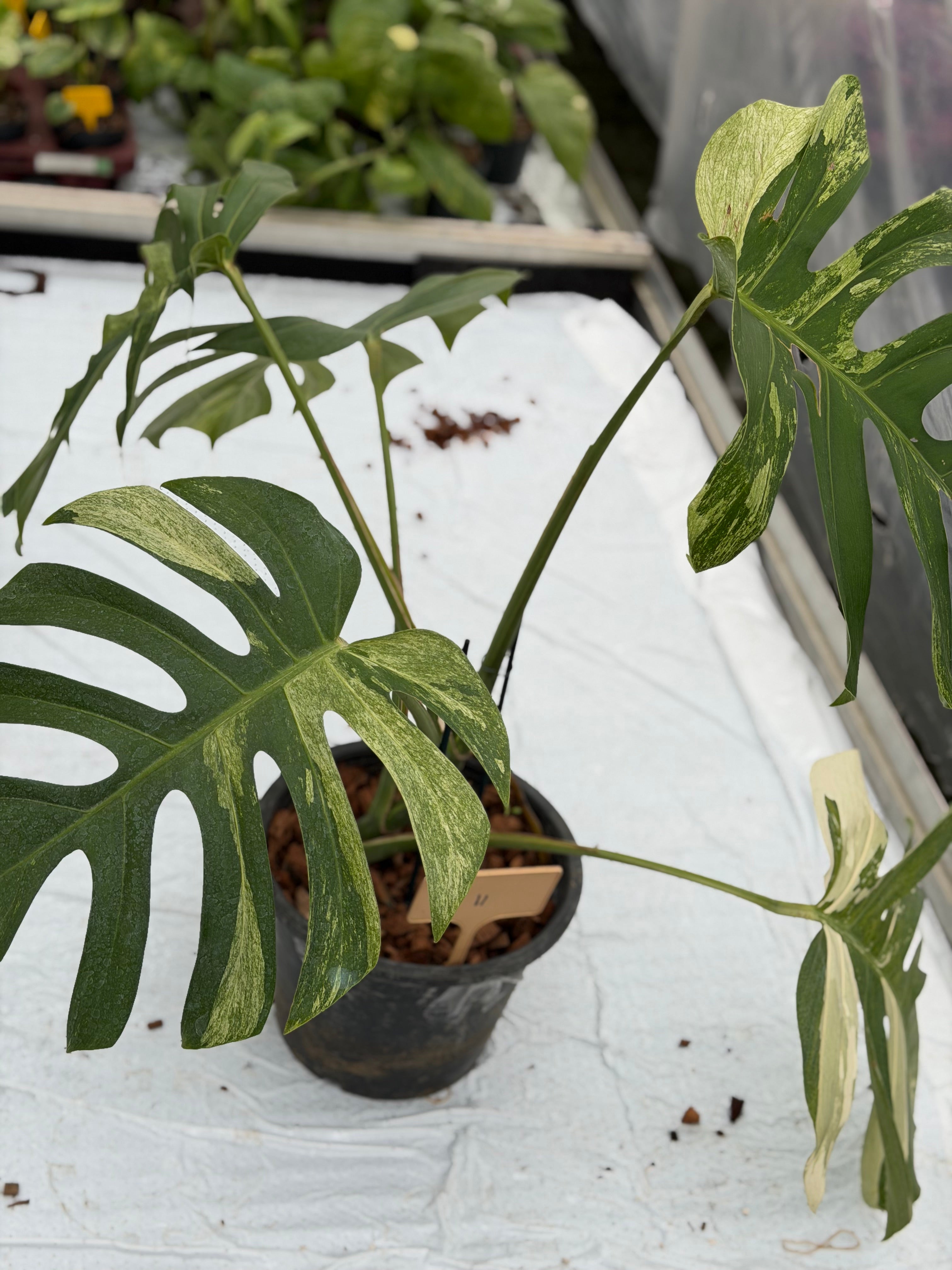 Monstera Jungle Mint – GrowJungle
