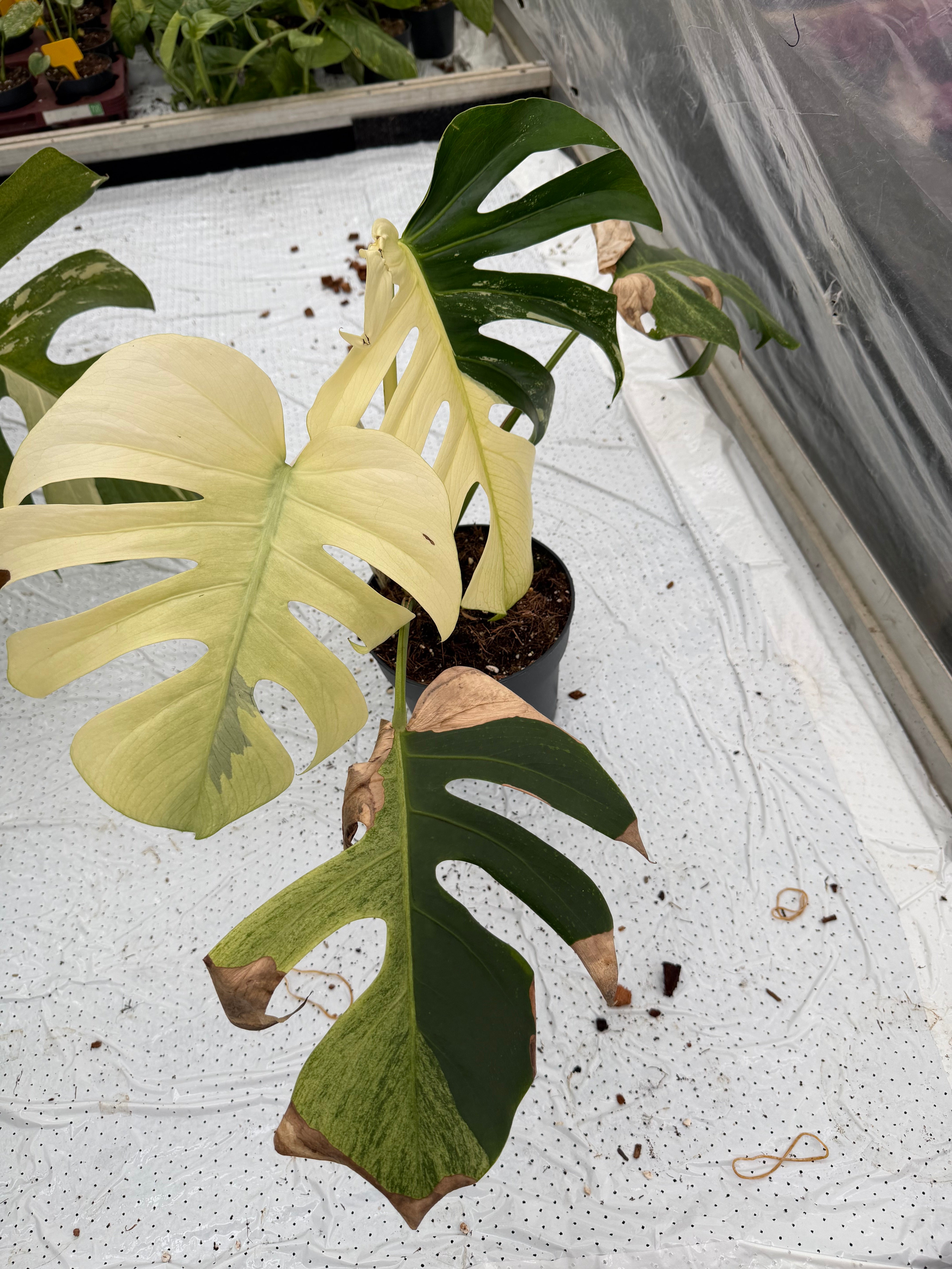 Monstera Jungle Mint – GrowJungle
