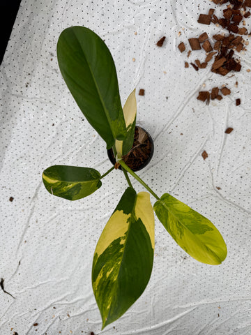 Philodendron Squamiferum x Green Congo Variegated