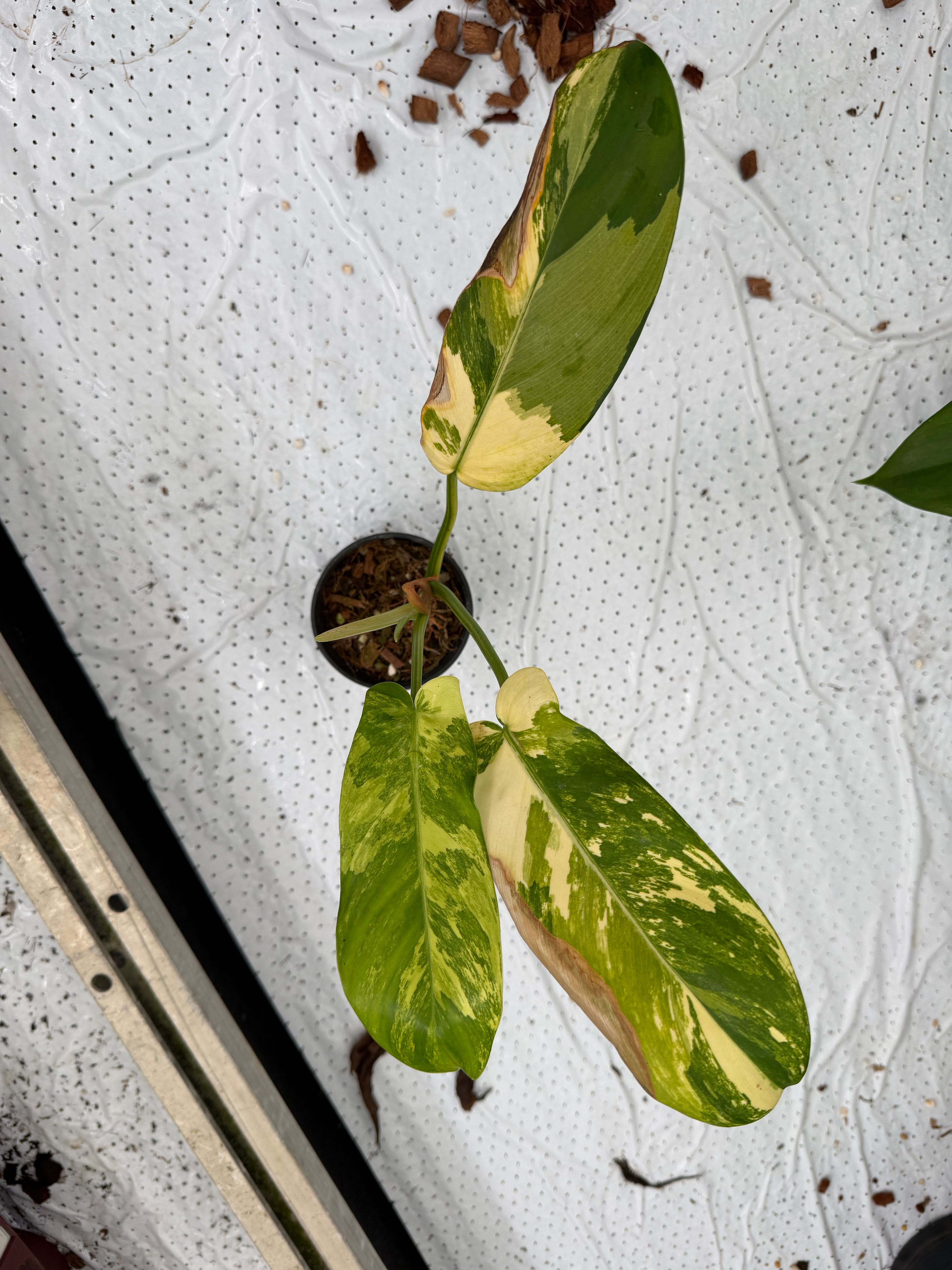 Philodendron Squamiferum x Green Congo Variegated – GrowJungle