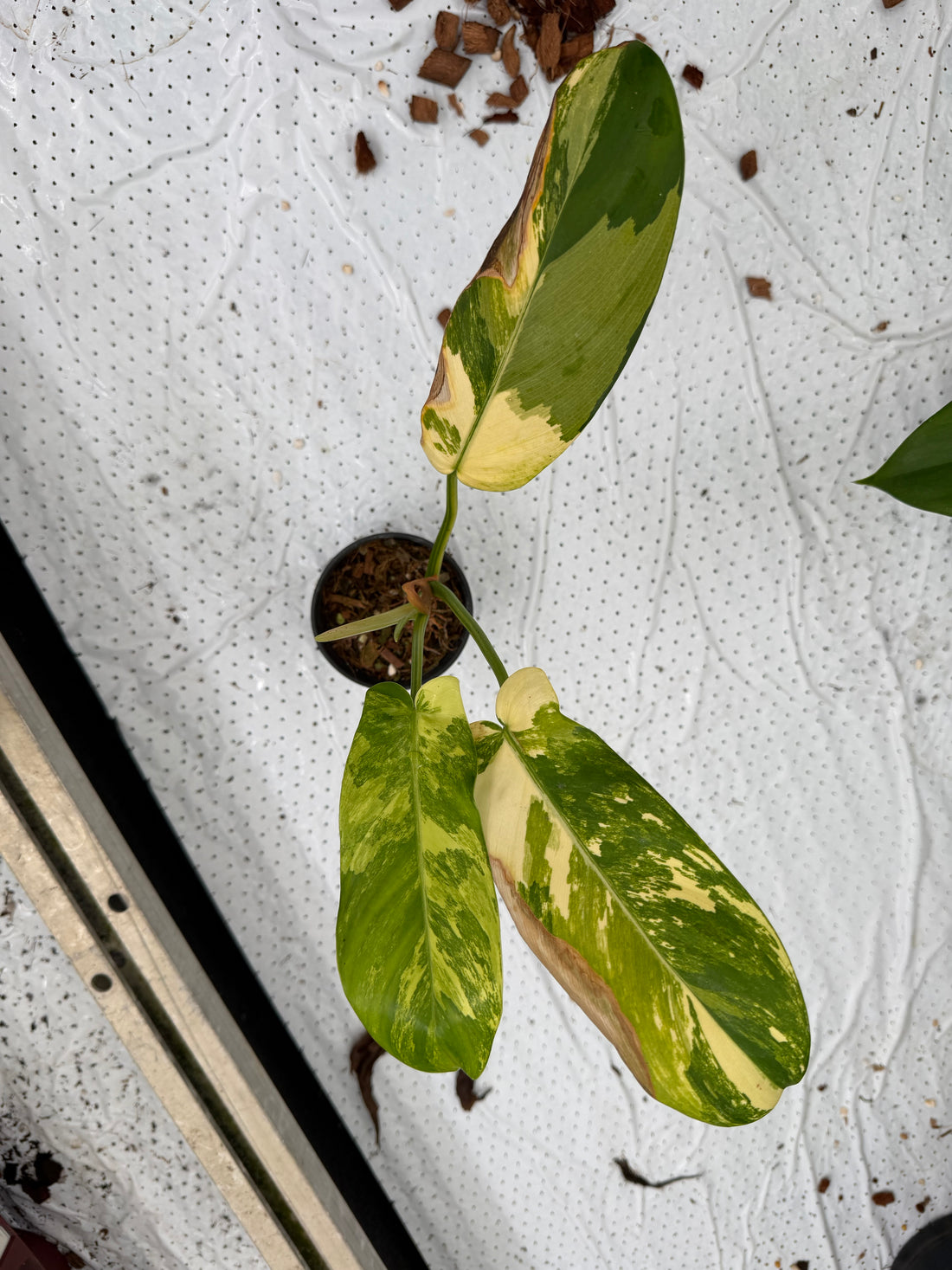 Philodendron Squamiferum x Green Congo Variegated