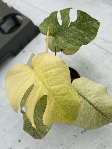 Monstera Full Mint