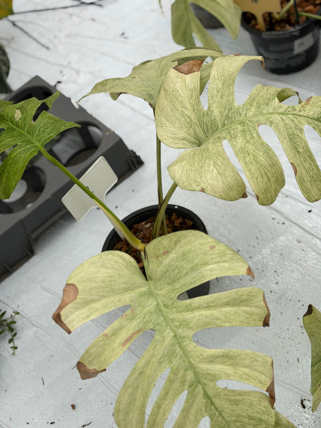 Monstera Full Mint