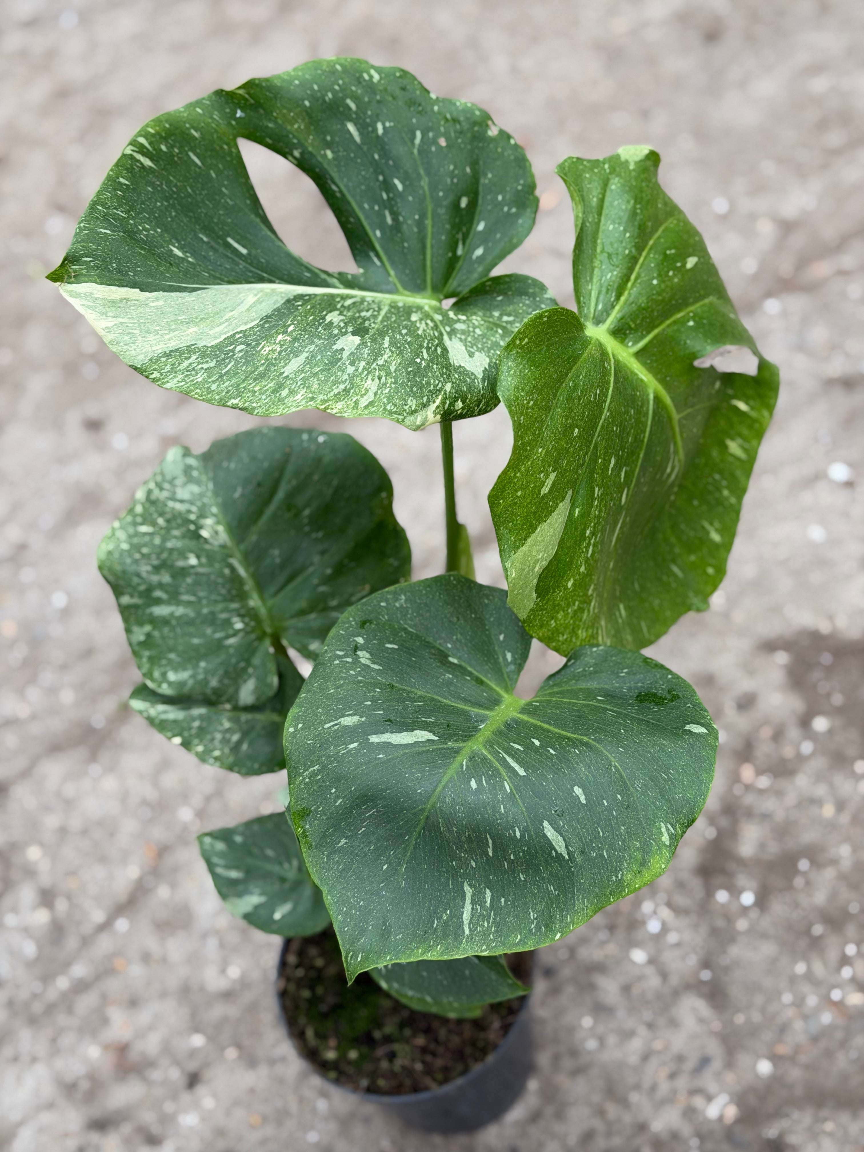 Monstera Rare Mutation – Exact Plant You Will Receive – Hand