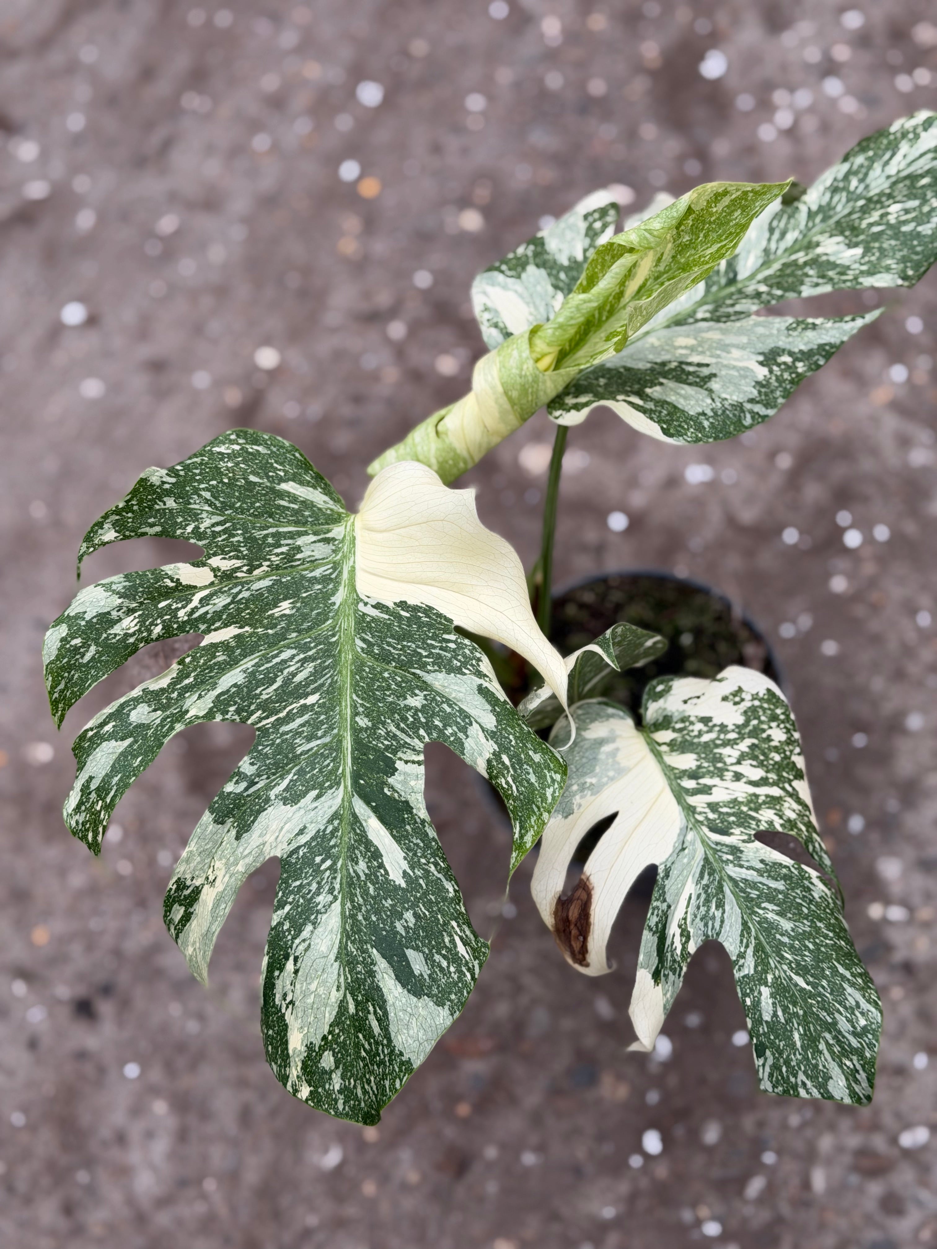 Monstera Rare Mutation – Exact Plant You Will Receive – Hand