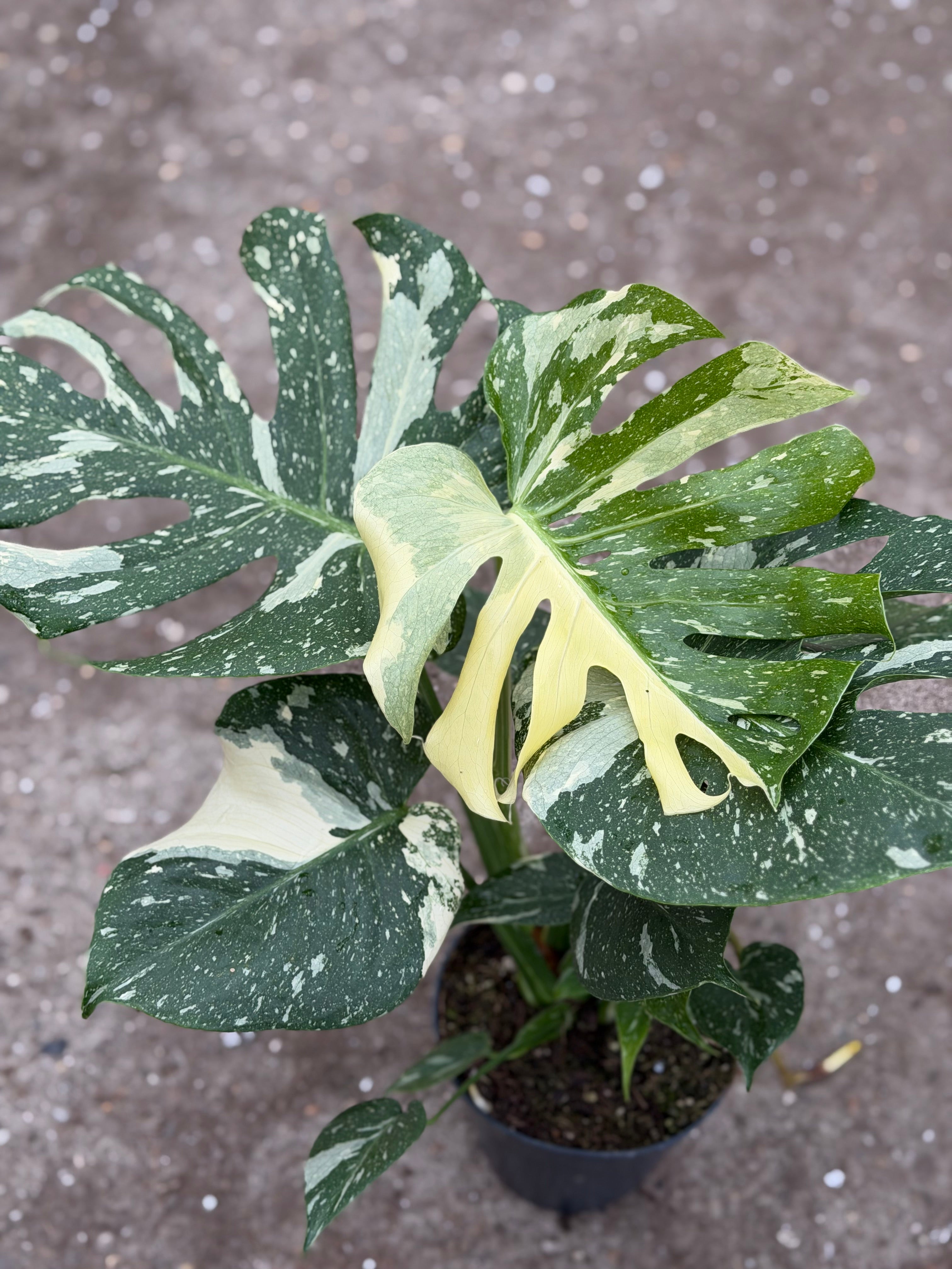 Monstera Rare Mutation – Exact Plant You Will Receive – Hand