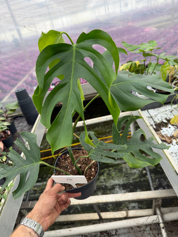 Monstera Sierra