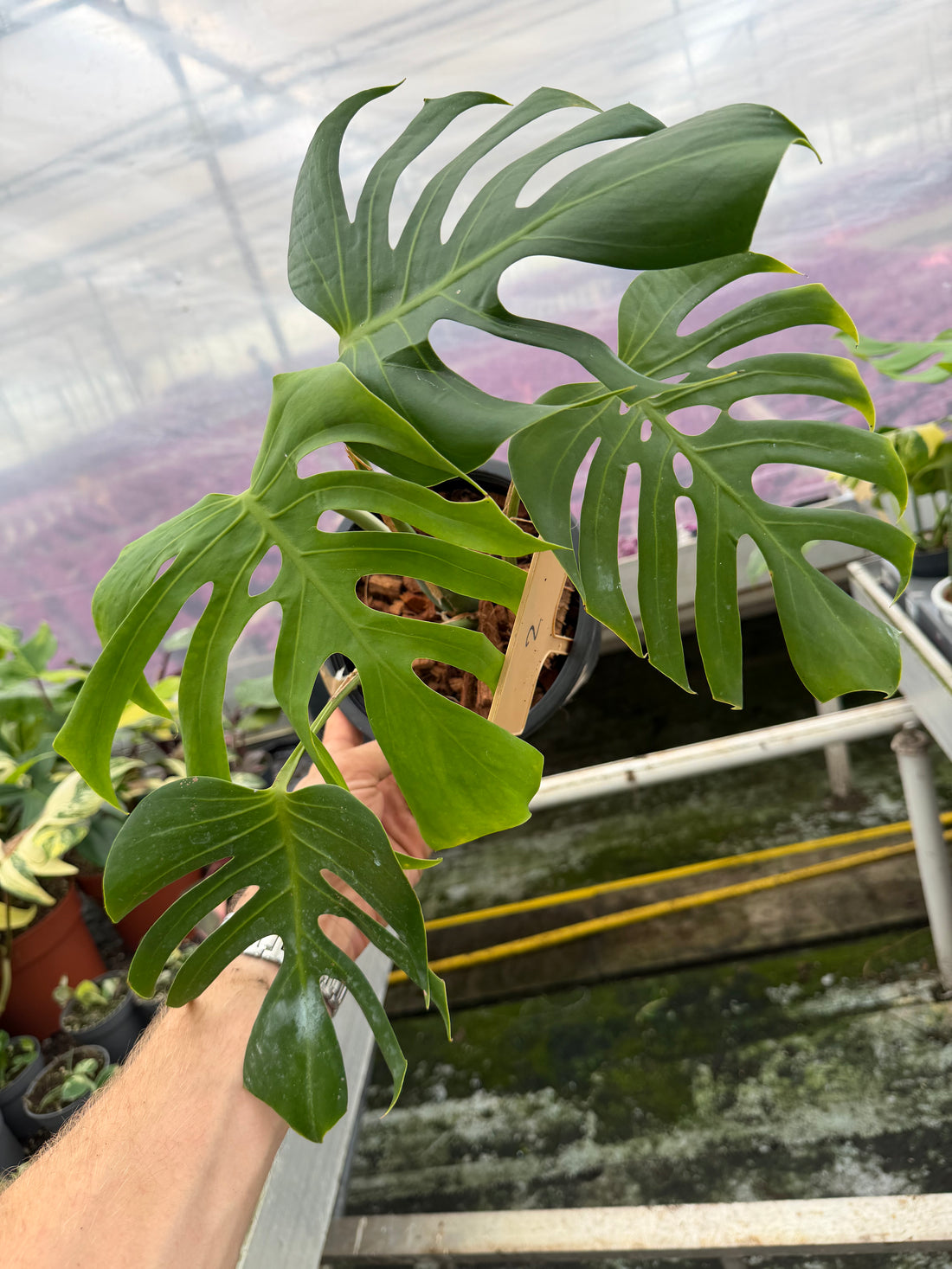 Monstera Sierra