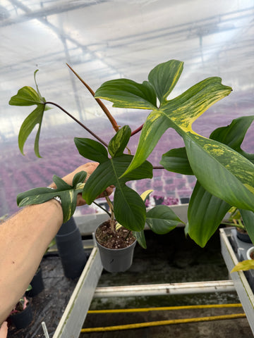 Philodendron Florida Beauty