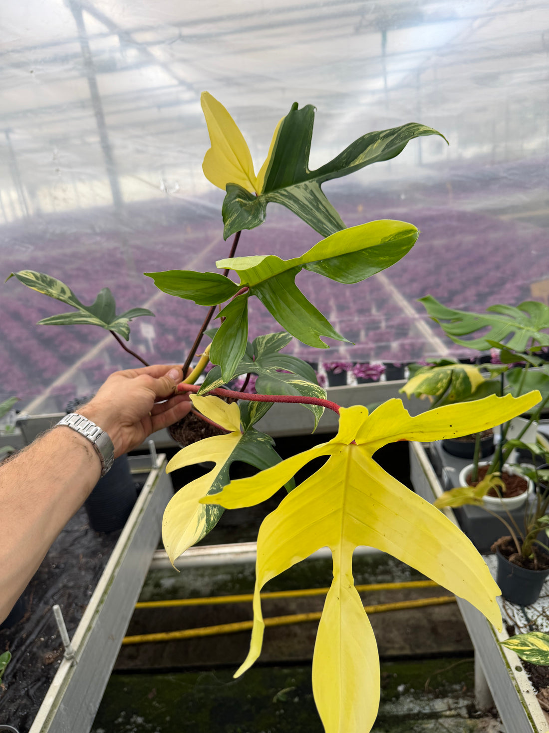 Philodendron Florida Beauty