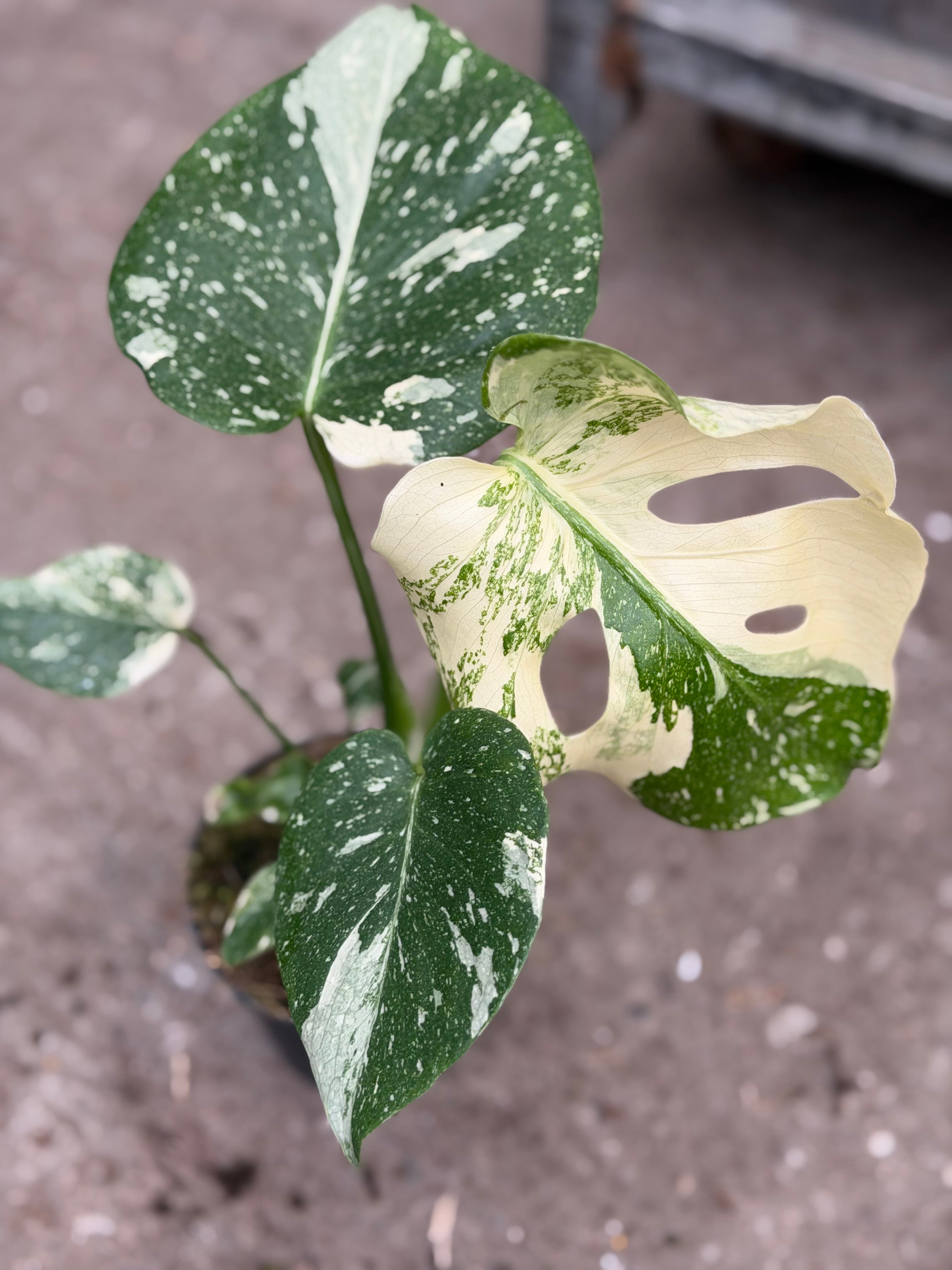 Monstera Rare Mutation – Exact Plant You Will Receive – Hand